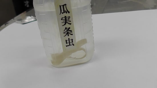 消化管内の寄生虫駆除