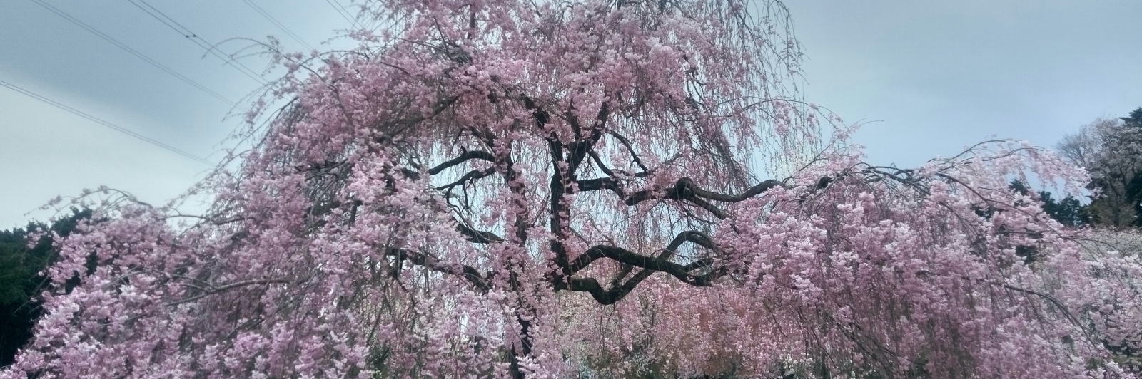 埼玉県川越市の動物病院、マリー動物病院